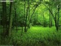 سورة محمد كاملة بصوت ماهر المعيقلي                  