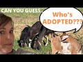 ADOPTION | FIELD OF ANIMALS | FARM LIFE