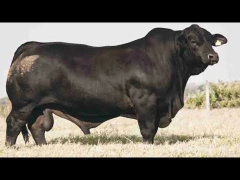Brangus Cattle Breed