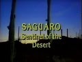 Saguaro: Sentinel of the Desert (1989)