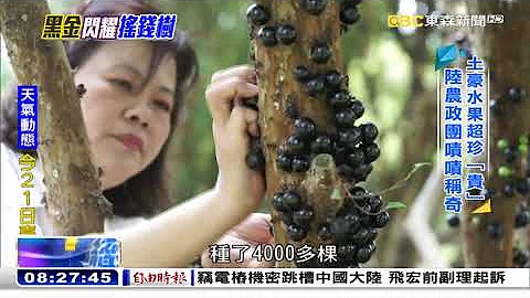 全台最大 “黑金”果园 “摇钱树”年产百万斤《海峡拼经济》@newsebc - 天天要闻