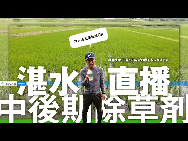 shokkika様　リクエスト　農薬不使用豊後梅　9キロ位 shokkika様 リクエスト 農薬不使用豊後梅 9キロ位