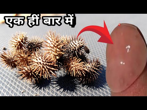 लगाते ही उ त्तेजना इतनी बढ़ जाती है कि खटिया टूट जाती है, इतना तेज पावरफूल हैं  chota dhatura के बीज