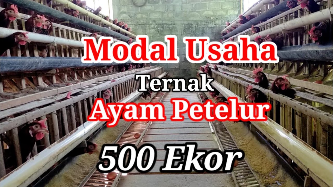 Ternak Ayam Petelur 500 ekor || dengan Kandang Batrai || Untuk Pemula