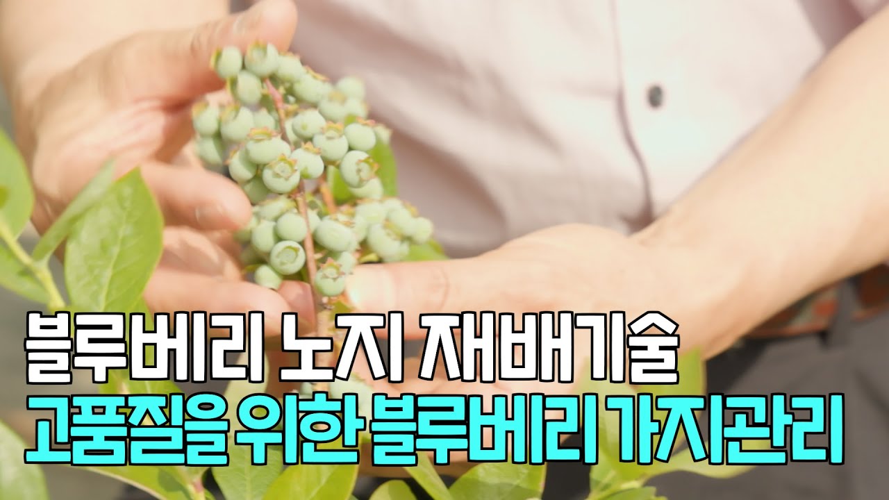 블루베리 노지재배 기술 고품질 블루베리를 위한 가지관리