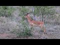 Kruger National Park Wildlife Sightings Today - Impala Alarm Call