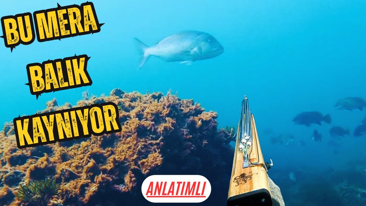 Türkiye'nin En Kıymetli Balıklarını Aynı Merada Görüntüledim