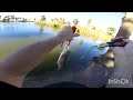 Arizona Urban Ponds Trout Fishing