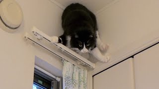 Cat climbing on curtain rail for battle