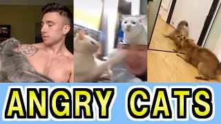 Angry Cats - Cute and Funny Cat MEMES - Don't try to stop laughing【No.28】 by Funny Animals 8,292 views 2 years ago 3 minutes, 16 seconds