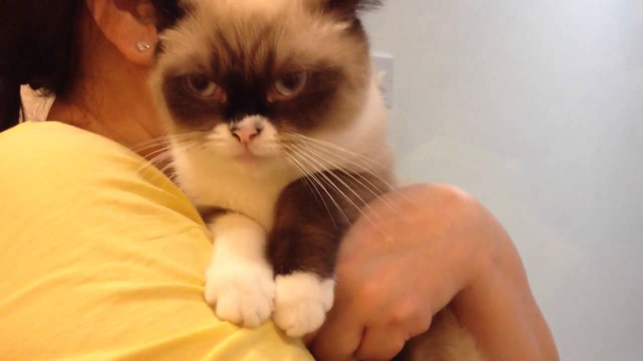 Grumpy rag doll cat - YouTube