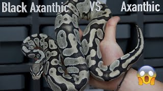 Black Axanthic VS Axanthic - WHICH IS THE BEST?