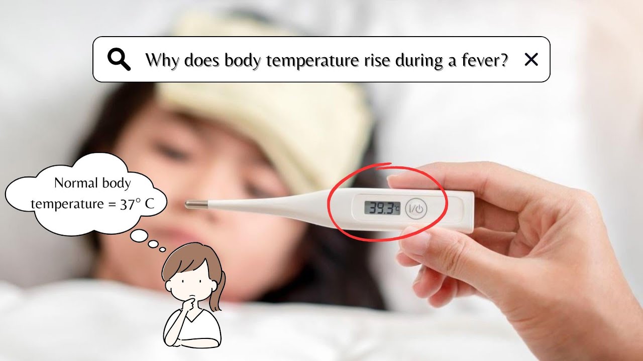 MIC 343 WHY DOES BODY TEMPERATURE RISE DURING A FEVER YouTube