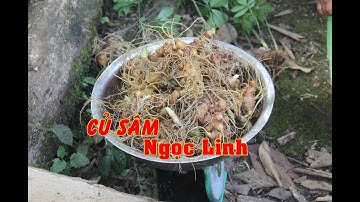 Đã mắt xem nhổ củ sâm Ngọc Linh