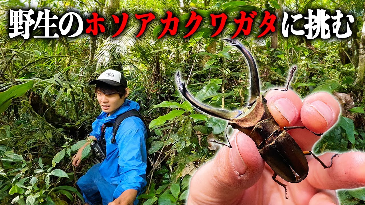 Go in search of giant stag beetles deep in the mountains of