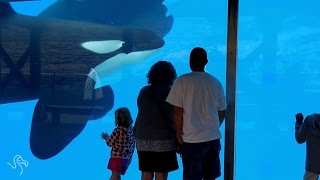 Breeding Ban at SeaWorld San Diego