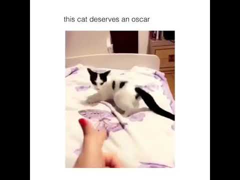 Cat deserves an Oscar