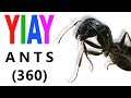 YIAY ANTS IN 360