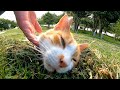 芝生の丘で休む猫に声を掛けられたので近づいてナデナデするとゴロゴロ喜んでカワイイ