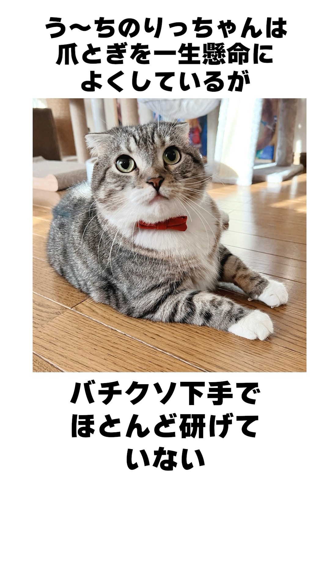Trivia about Uchino Ricchan 🐱 A cat that can't do many things