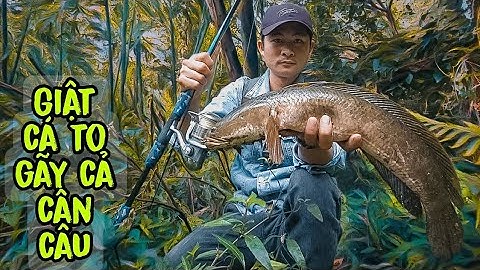 Câu lure cá lóc buổi sáng sớm gặp cá lóc khủng và cái kết gãy cần câu | Tê Ta Vlog