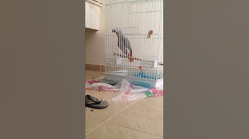 كاسكو للبيع سورة الاخلاص كامله