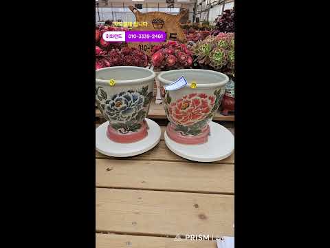 다남다육 (이화랜드) 라이브 스트리밍 중010-3339-2461문자주세요. 인천계양구이화동258-1