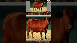 Texas Red Heifer not Kosher Part 1 #Bibleprophecy #politicalsatire