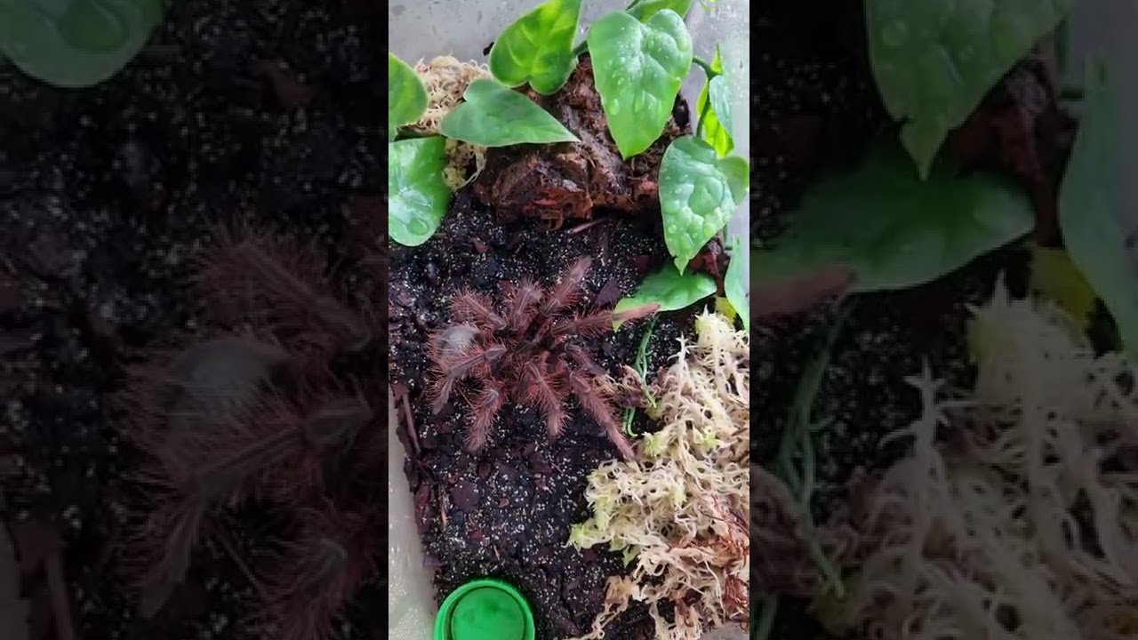 Pinkfoot Goliath Birdeater male one day after molt
