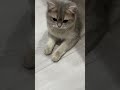 ヌシにだる絡みされたけど大人な対応してくれる猫#shorts #あさぎ #てきと #猫 #cat