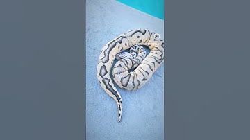 0.1 Firefly Spotnose Clown