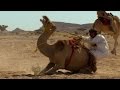 Trying to ride a crazy camel  ben  james versus the arabian desert  bbc