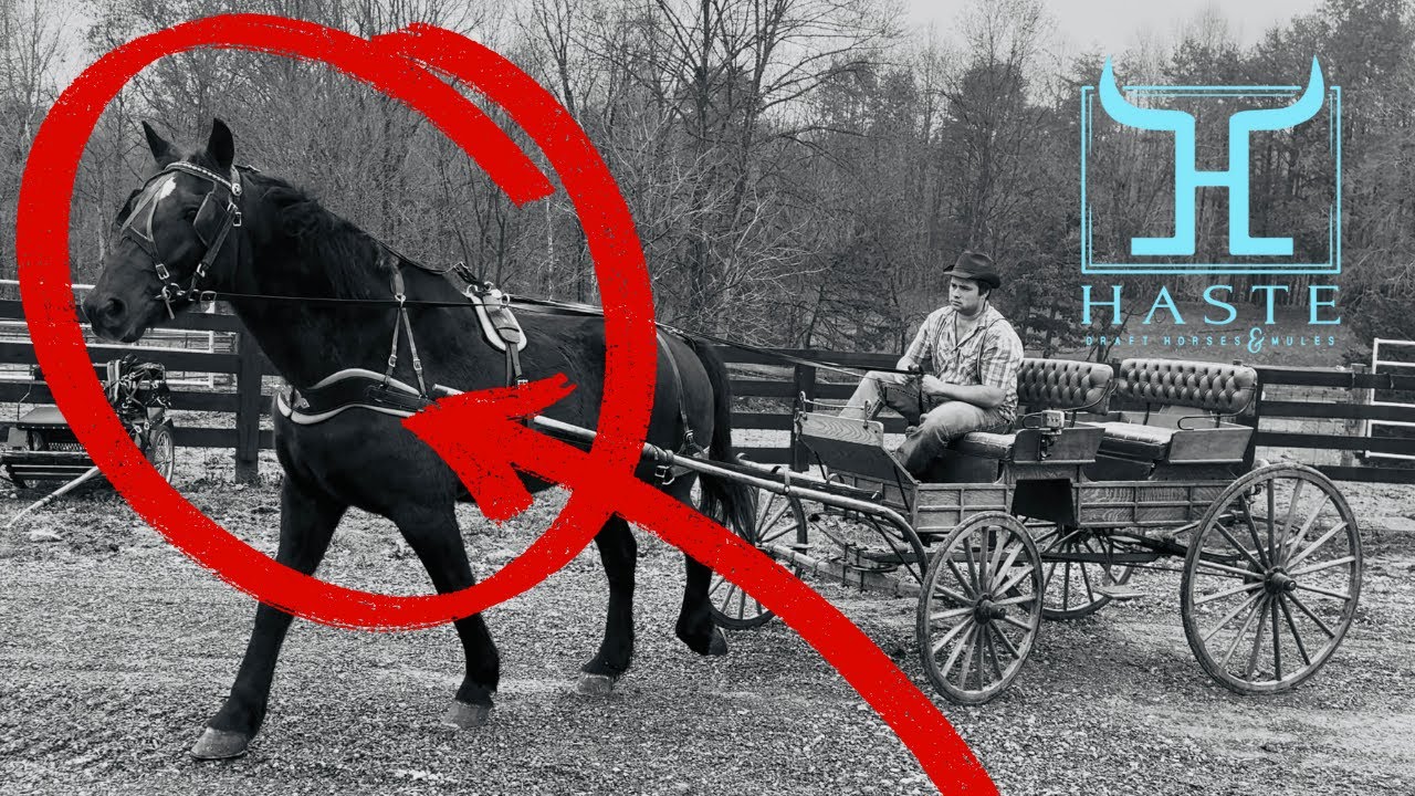 💥 Любой может управлять этим першероном! Продаётся настоящая лошадь для начинающих, безопасная дл...