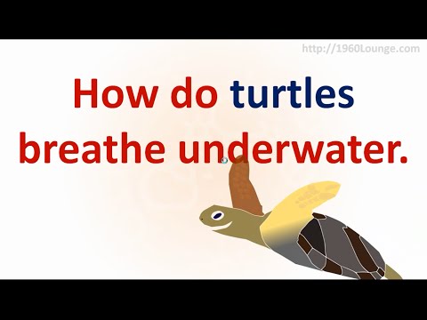 How Do Turtles Breathe Underwater