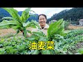 天冷了，媳婦到菜園摘油麥菜，用蒜頭簡單拌一盤 | Lettuce, simple to mix with garlic, delicious