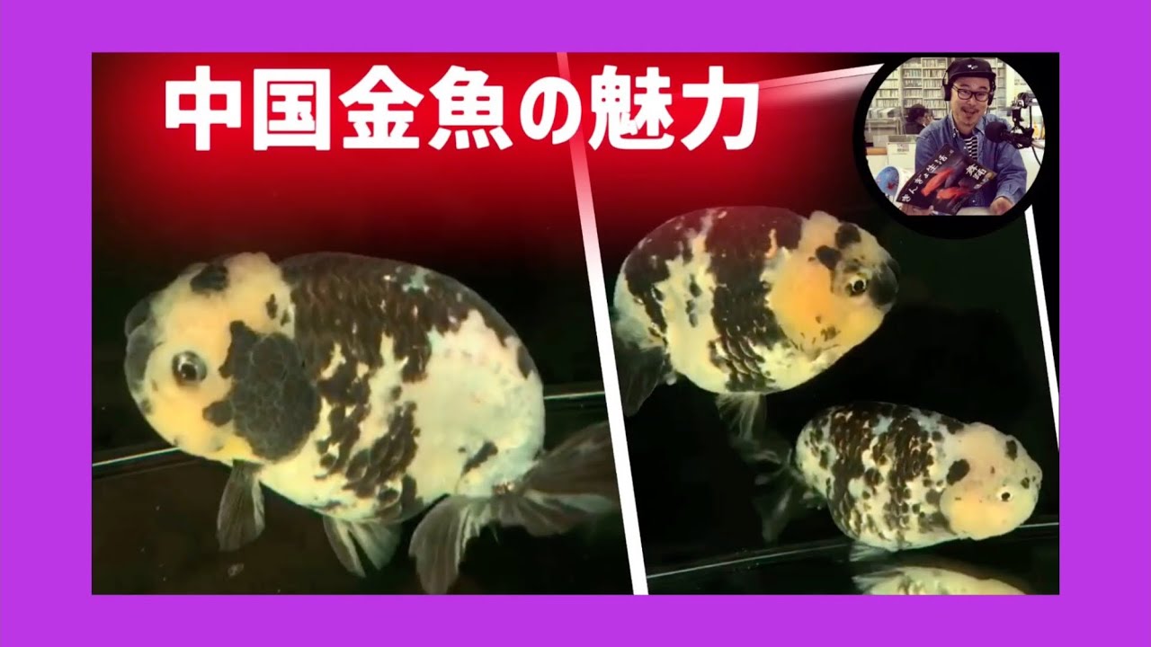 中国金魚を見ながら 早く日常を取り戻そう 緊急事態宣言 を受けて Youtube 中国金魚を見ながら 早く日常を取り戻そう 緊急事態宣言 を受けて Youtube