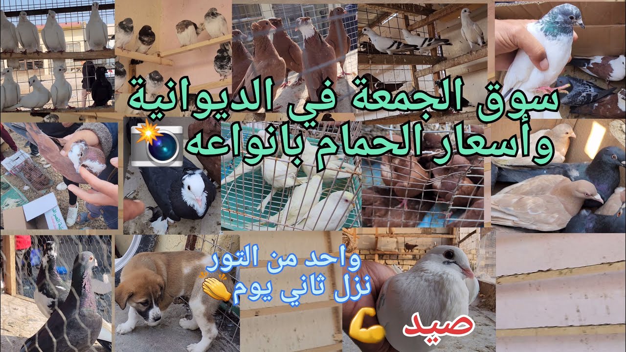 صيد 💪ونزل واحد من الابطال👏سوق الجمعة في الديوانية 📸لايك للمقطع وانته تشاهد 👍تحياتي للجميع 🌹😘