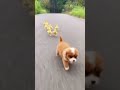 Cute and funny 🌝🐶 #shortvideo #trending #viralvideo