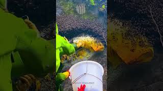 Pure Natural Wild Cliff Honey