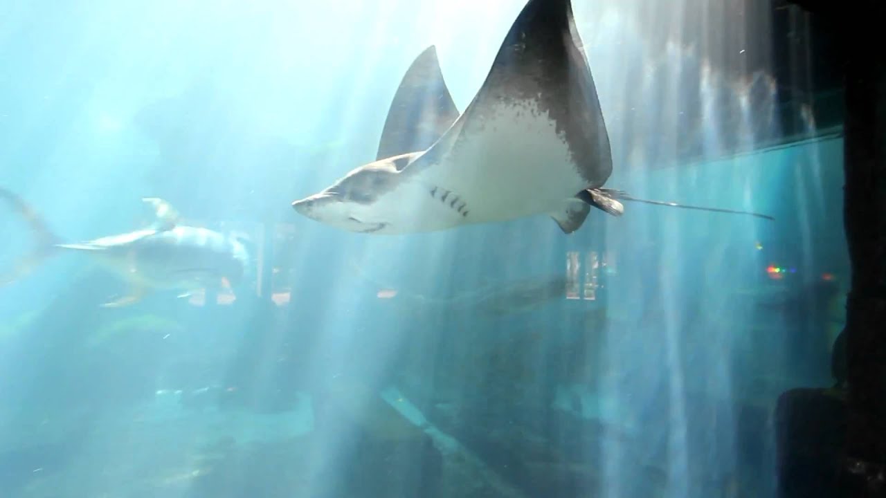 Atlantis Aquarium Bahamas YouTube
