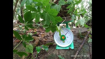 Hôm nay đi thu hoạch sâm Ngọc Linh với lại lan Kim tuyến