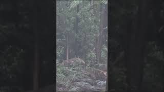 Точный выстрел на 200 метров — олень повержен #загоннаяохота #wildlife #archery