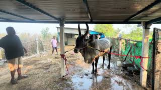  Making Veera Bath  Pongal 2026 Preparations 