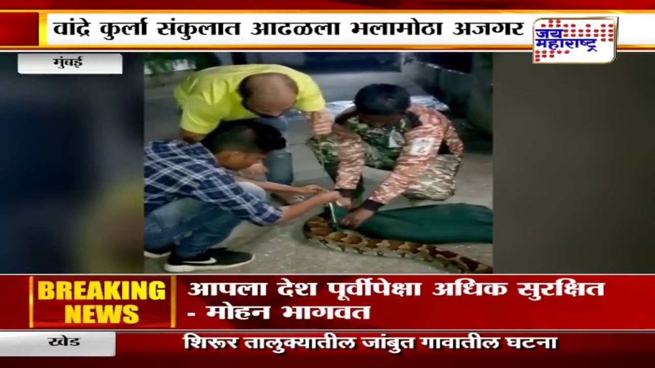 clipping वांद्रे कुर्ला संकुलात आढळला भलामोठा अजगर