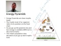 Energy Flow and Relationships in Ecosystems