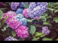 【オリジナル】『紫陽花』【結月ゆかり】