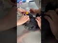 ⚠️ “Vết sưng nhỏ sau tiêm… có thể là khởi đầu của áp xe nặng”