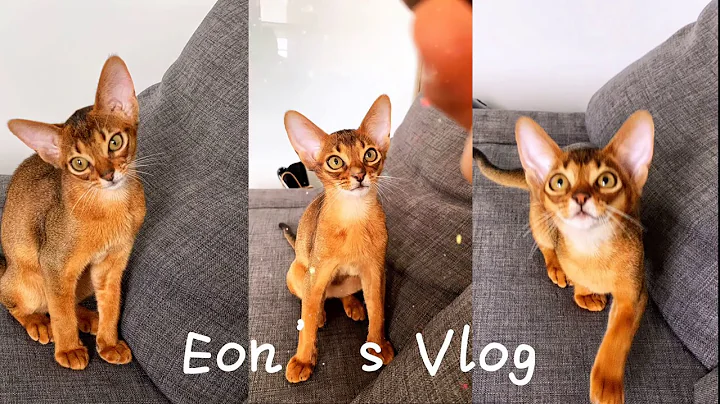 Video 1327321: baby abyssinian cat, love baby cats, cat home, cat first
