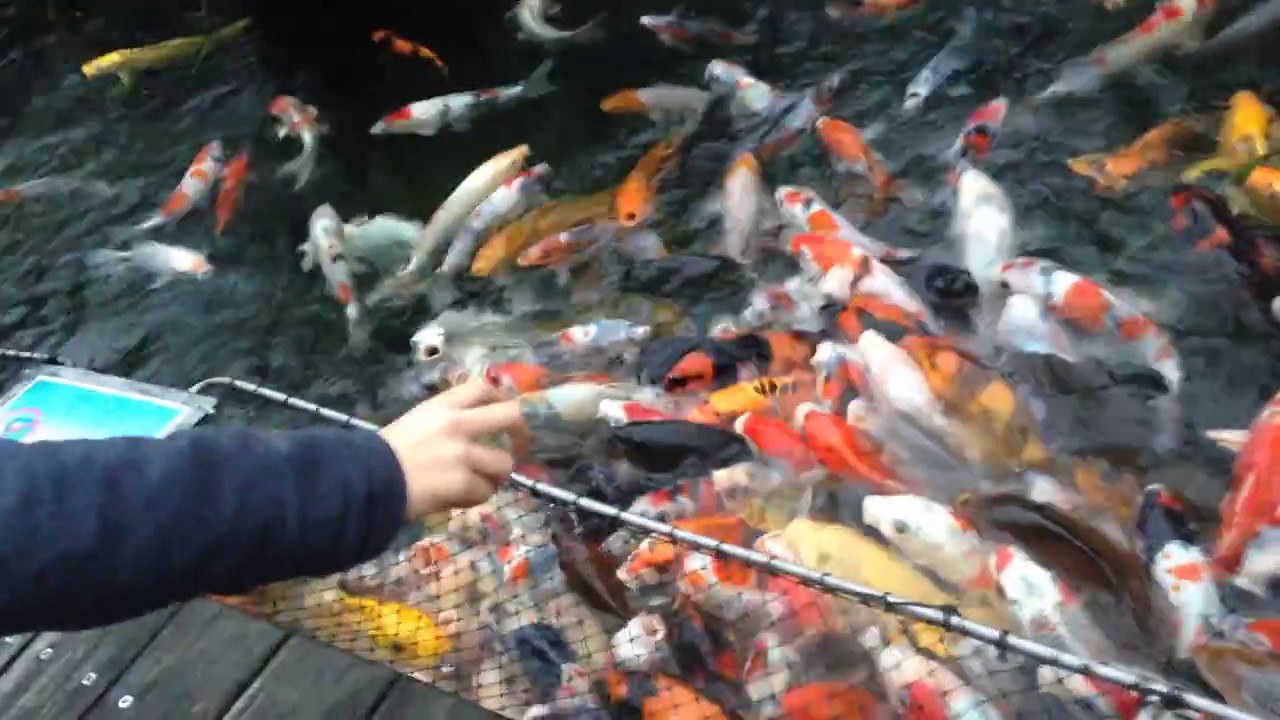 鯉のエサやり 八景島シーパラダイス Youtube