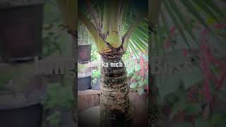 Kelapa kerdil super nich #bonsaikelapakerdil #bonsai